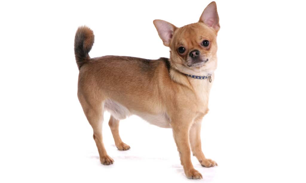 Chihuahua with a curly tail.