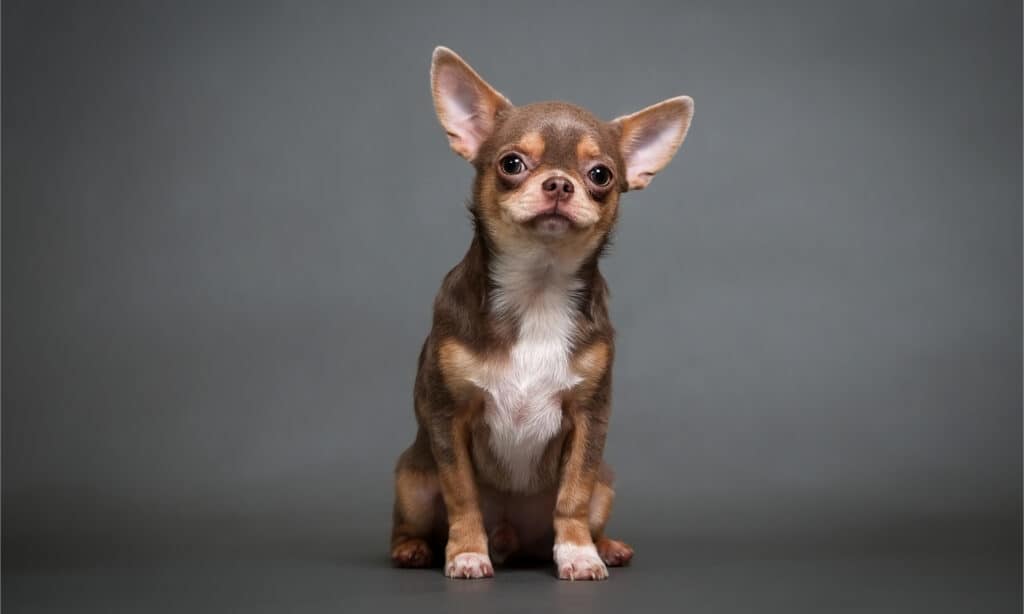 Chihuahua puppy on a black background