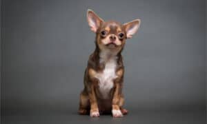 Meet The 7 Types of Chihuahua Dogs Picture