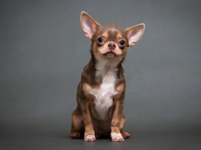 A Meet The 7 Types of Chihuahua Dogs