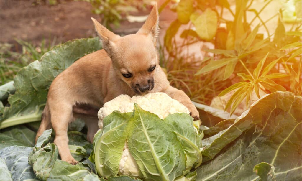 Cauliflower provides some essential health benefits for dogs