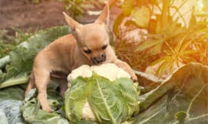 Yes! Dogs Can Eat Cauliflower. 5 Reasons Why Picture
