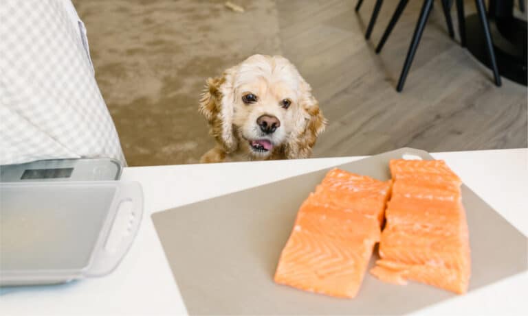 Cocker spaniel looking at raw salmon fillets