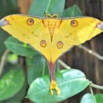 Comet moth