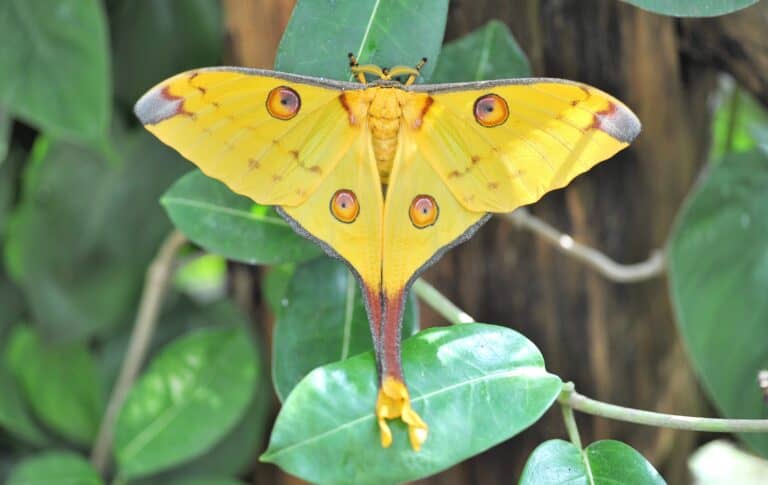 One of the most striking features of the Comet moth is their long tails.
