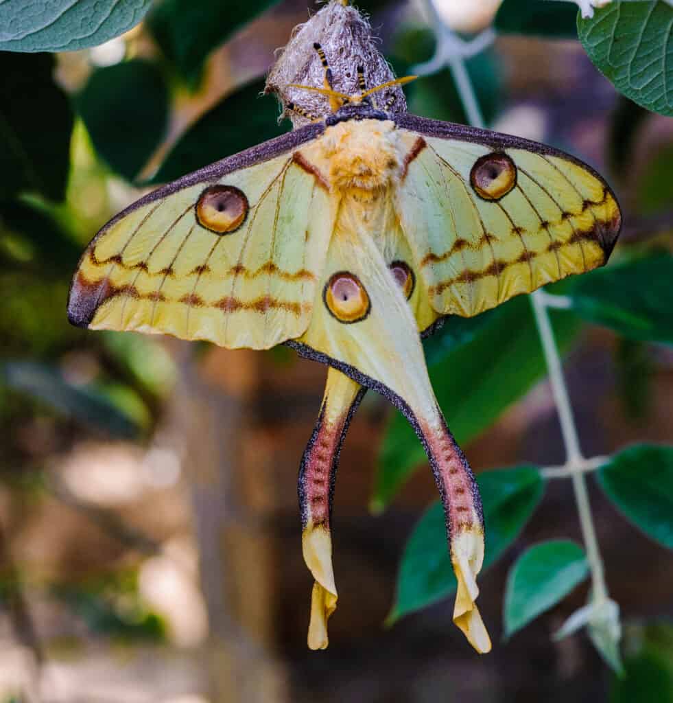 Comet moth (Argema mittrei) or Madagascan moon moth, an African moth, is native to the rain forests of Madagascar.