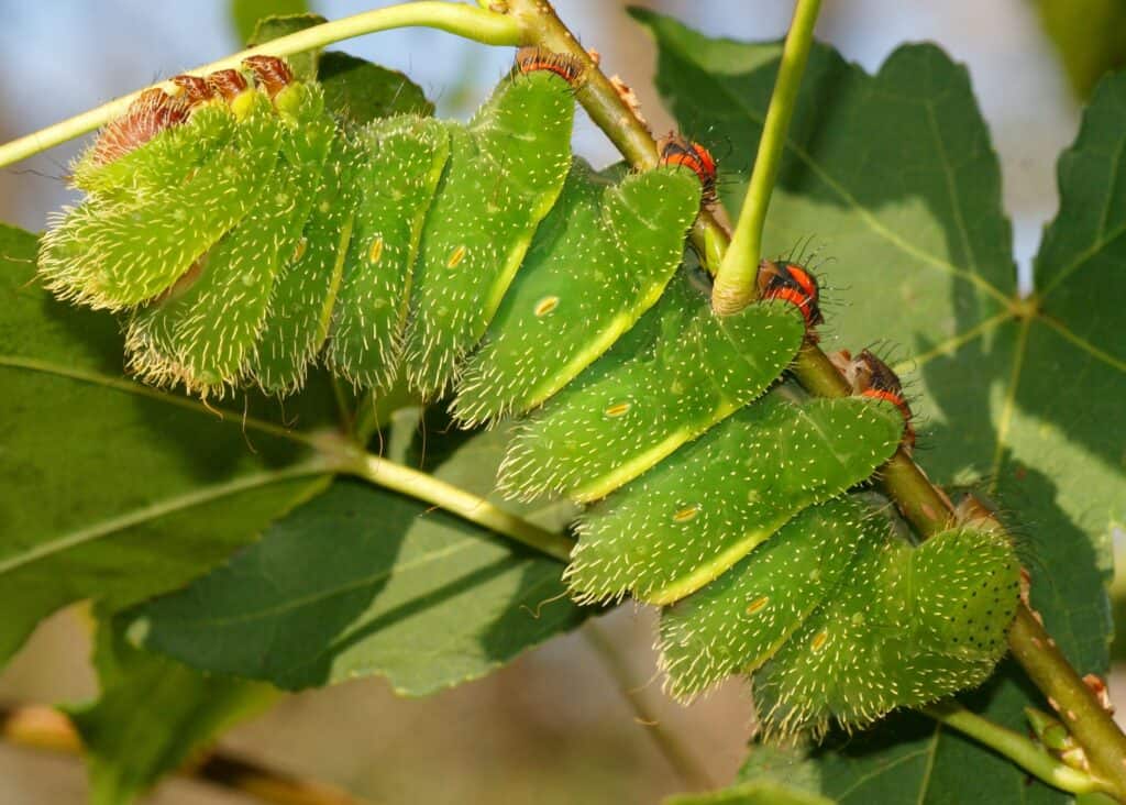 A giant Comet Moth (Argema mittrei) caterpillar or Madagascan Moon Moth in Madagascar - the largest Moon Moth and one of the largest silk moths in the world - final stage (instar).