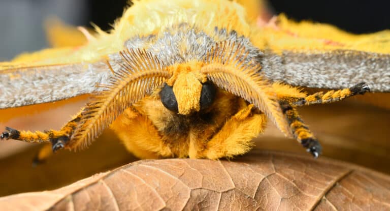 Close up of Madagascar comet moth butterfly. Comet moths are among the largest silk moth species in the world.