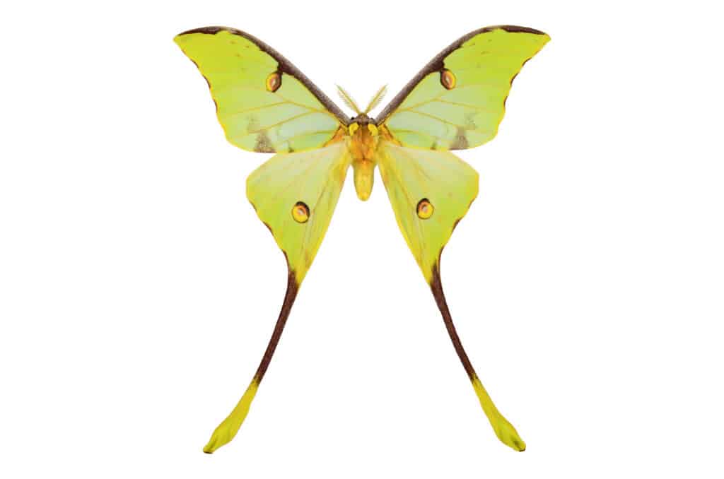 Comet moth isolated on white background.