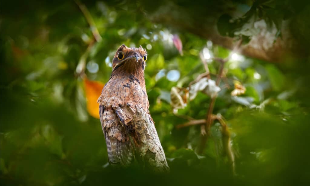 Common Potoo sitting in a tree.