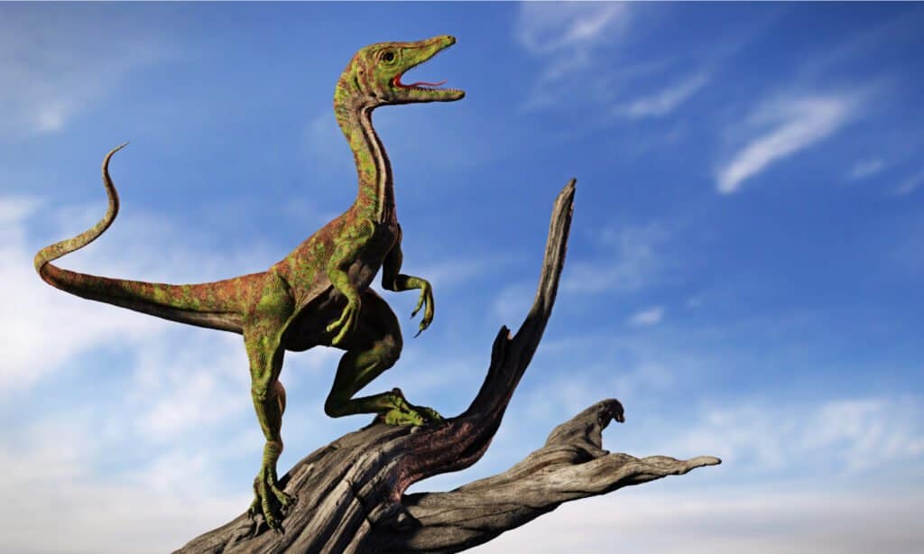 Compsognathus longipes, a small dinosaur. They were only between 28 and 49 inches long.