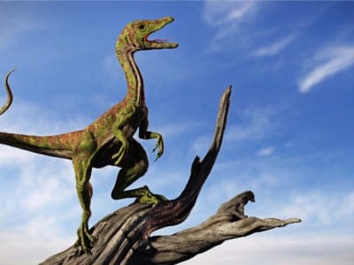 Compsognathus Picture