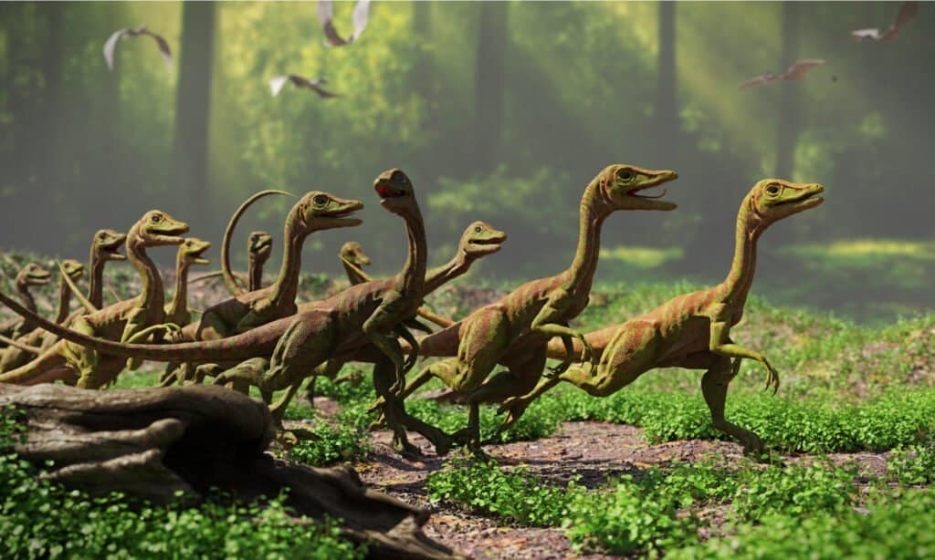 Compsognathus had slender bodies and their back legs were longer and more powerful than their front arms.