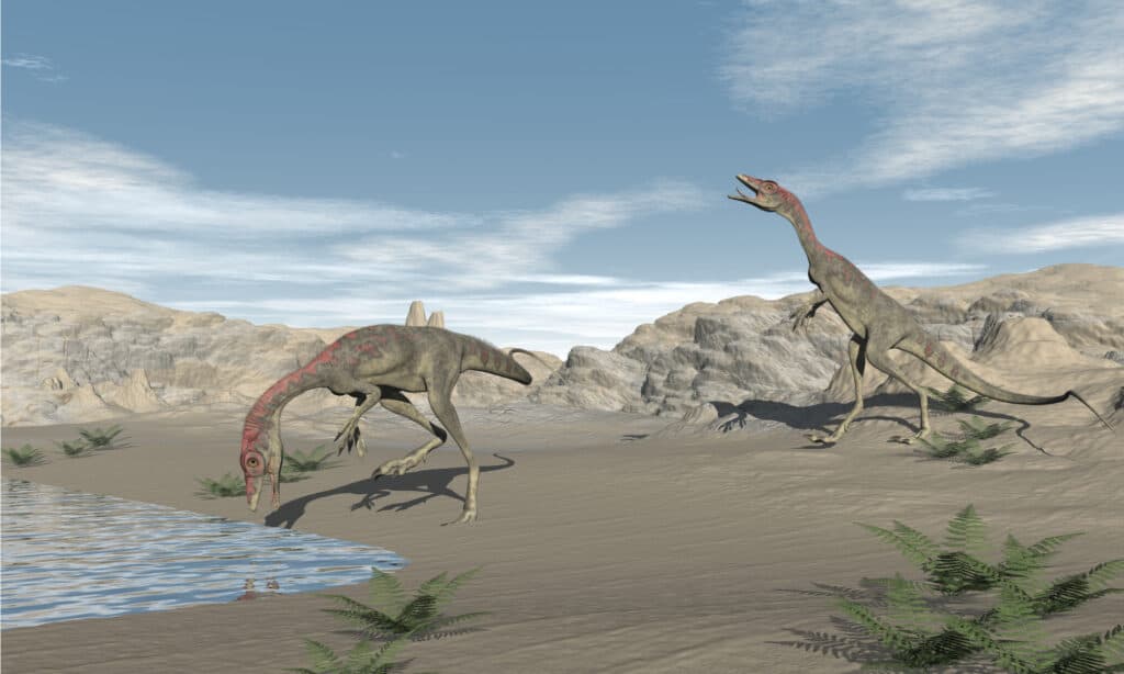 Compsognathus dinosaurs were carnivores. They likely ate small animals or other dinosaurs, as well as insects.