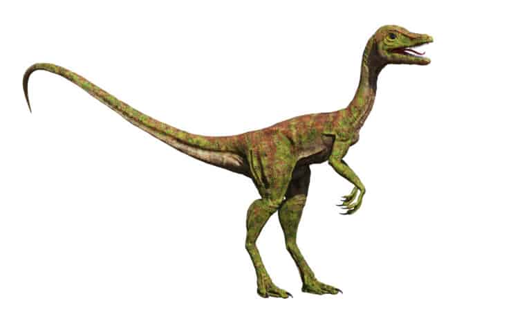 Compsognathus isolated on white background.