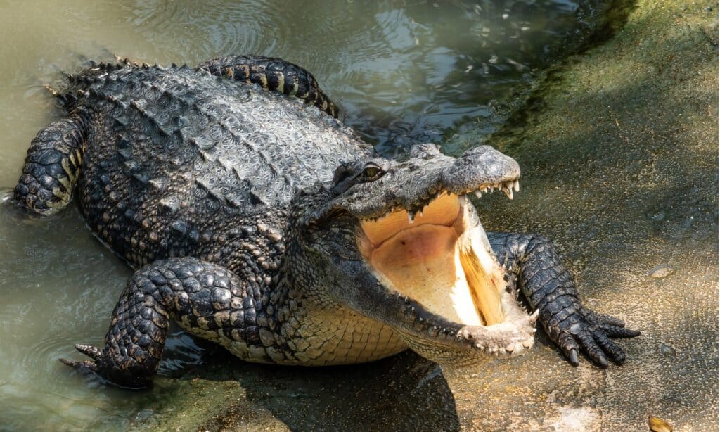 Cornered crocodile fight five adult lions