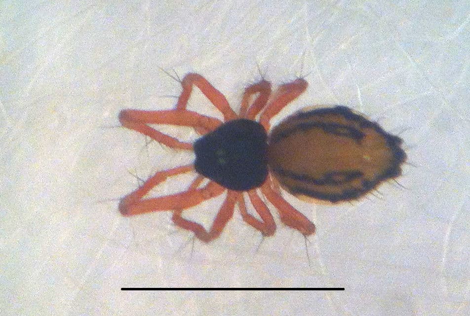 Symphytognathidae