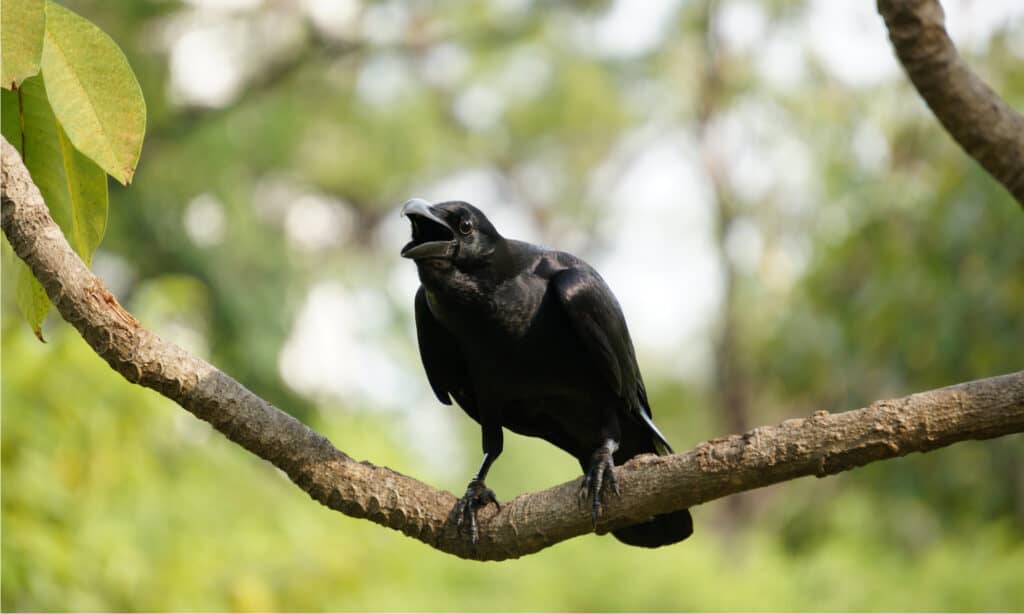 A carrion crow perched on a branch.