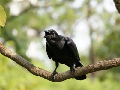 A Crow Quiz: Test What You Know!