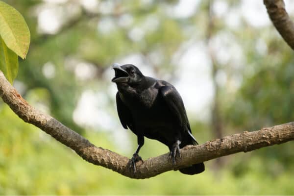 A carrion crow perched on a branch.