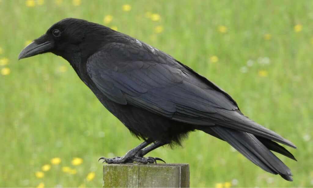 Crow perched on a post in sunshine