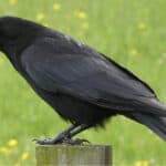 Discover what seeing a crow could mean. 