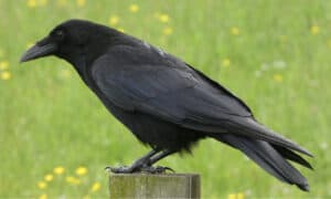 Discover 4 Meanings and Signs of Seeing a Crow Picture