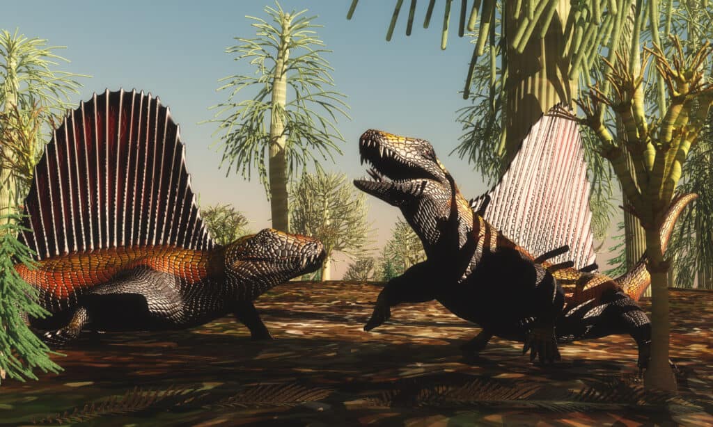 Dimetrodon fighting