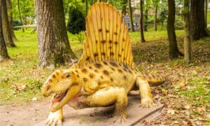 Meet the Dimetrodon – The Dinosaur with a Fin on Its Back Picture