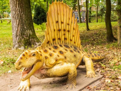 A Meet the Dimetrodon – The Dinosaur with a Fin on Its Back