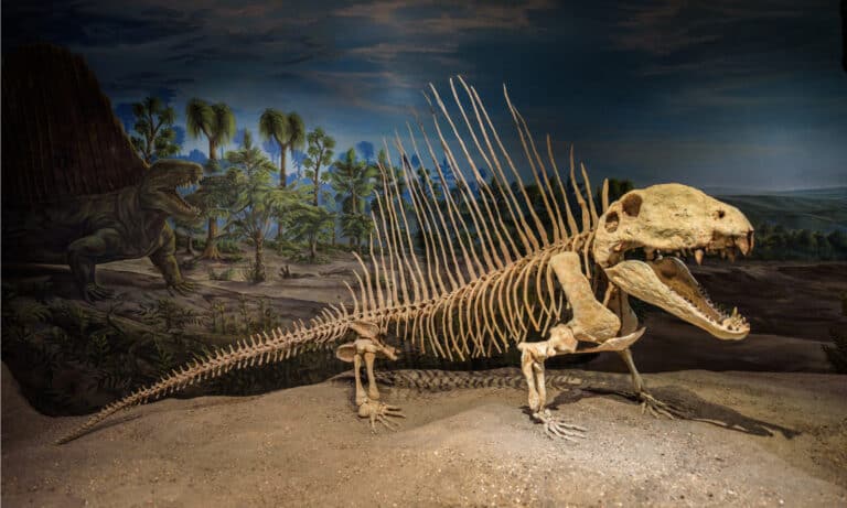 Dimetrodon skeleton