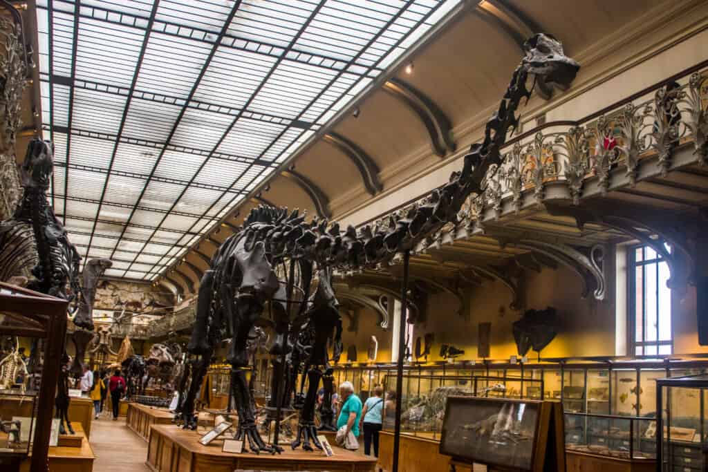 The fossil specimen of Diplodocus in the National Museum of Natural History