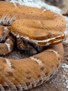 Discover 15 Types of Rattlesnakes in Arizona Picture