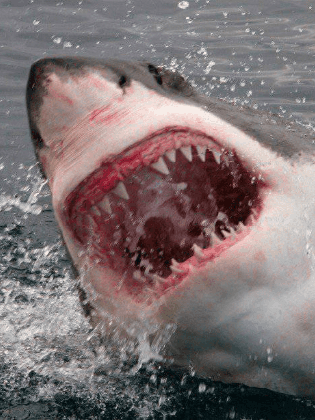 Discover How Long Do Great White Sharks Live! Cover Image