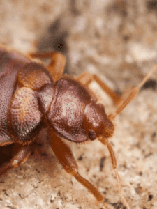 Discover the Different Types of Bed Bugs Picture