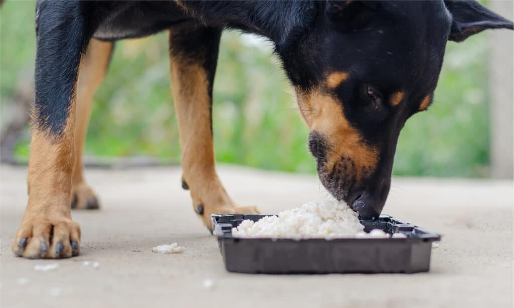 Doberman eating rice and meat
