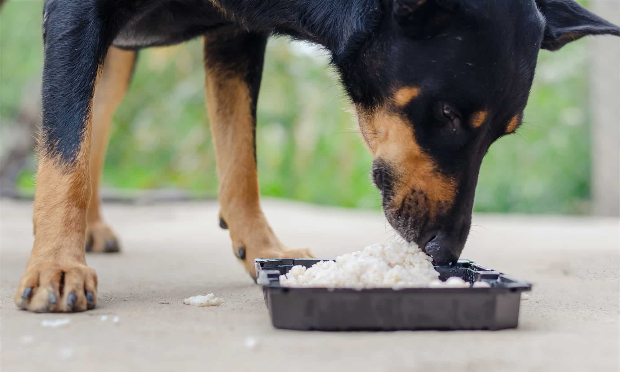 can dogs eat cold chicken and rice