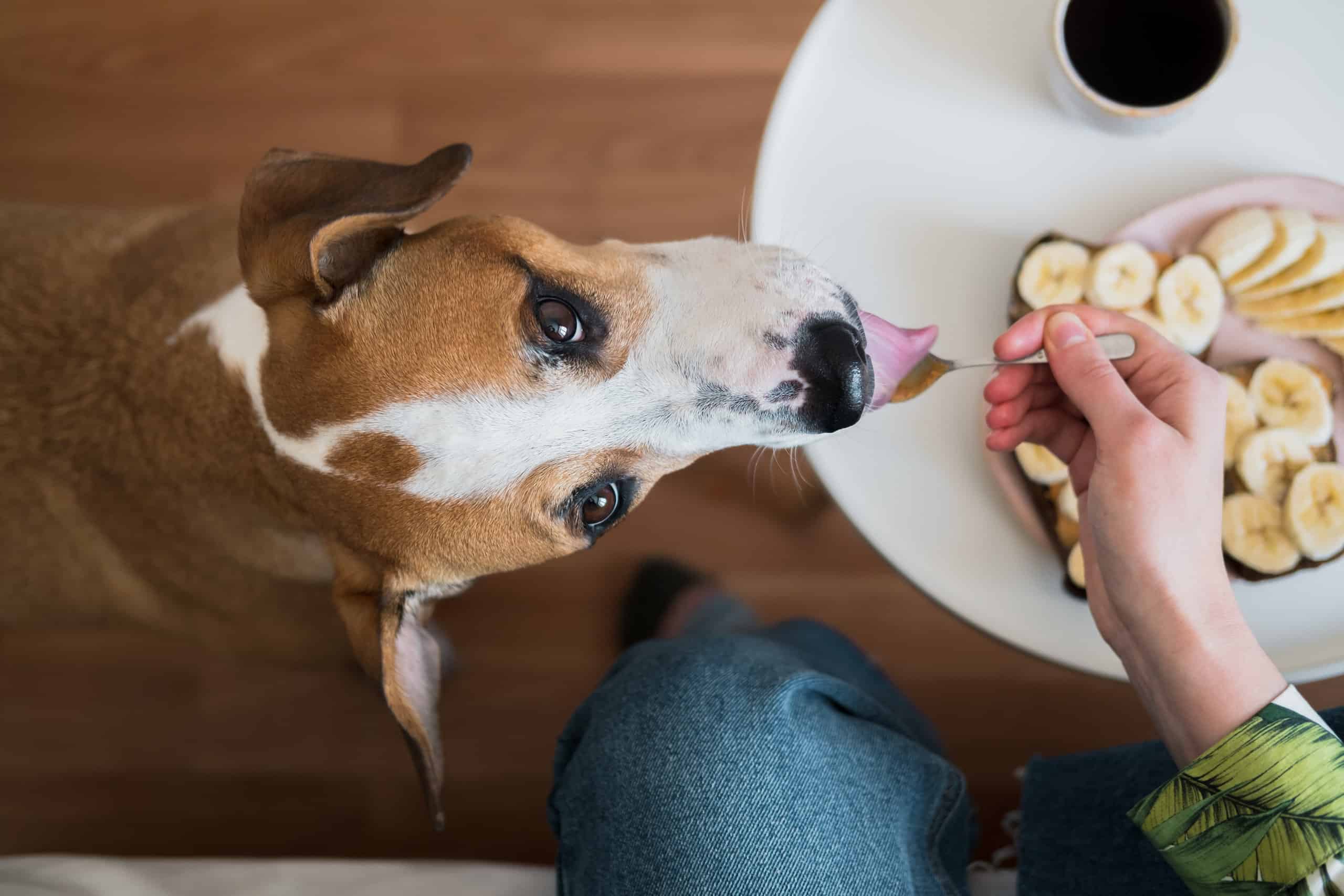 Dog licking food off of a spoon