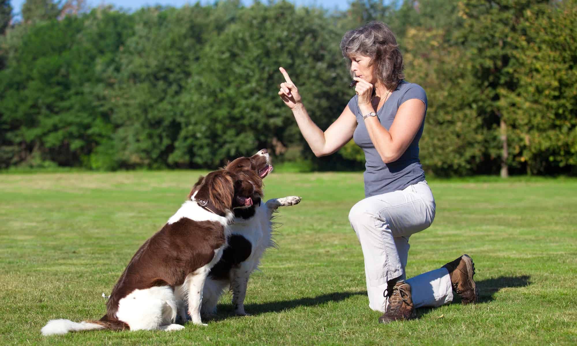 The Top Dog Whistles for Training and Obedience - AZ Animals