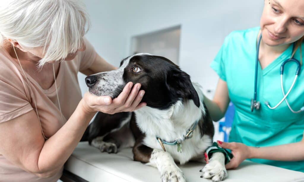 dog at vet