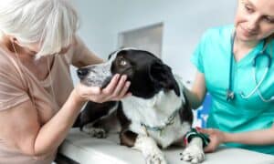 A Dog Ultrasound: Price Guide and What To Know Picture