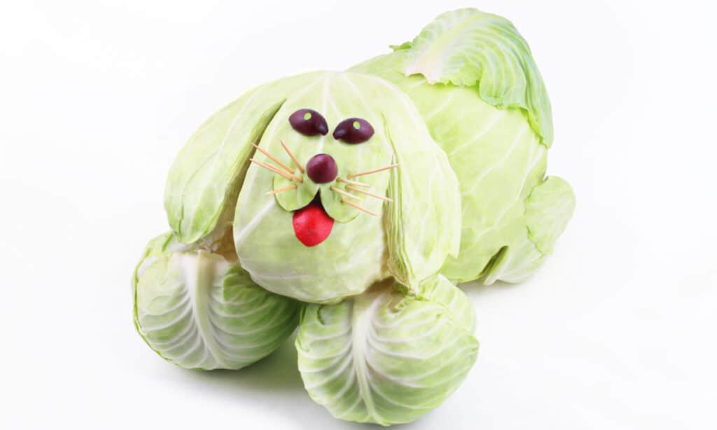 Napa Cabbage vs Green Cabbage