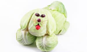 Yes, Dogs Can Eat Cabbage. Here’s Why. Picture