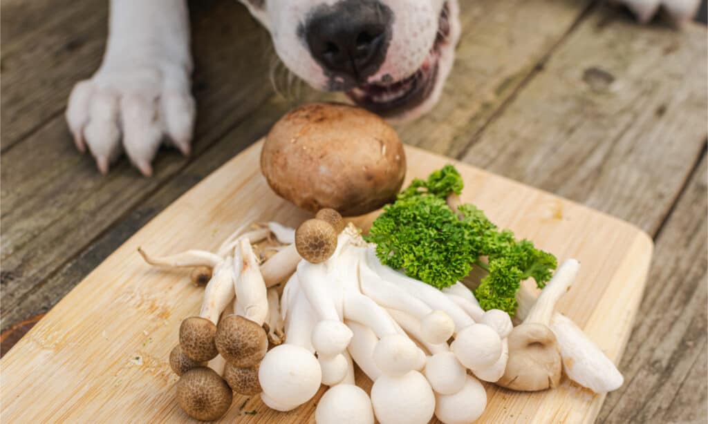 Dog trying to steal mushrooms from a cutting board