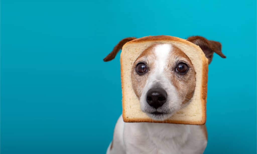 Cute Jack Russell Terrier wearing slice bread in head on blue background