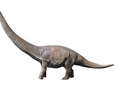 Dreadnoughtus Picture