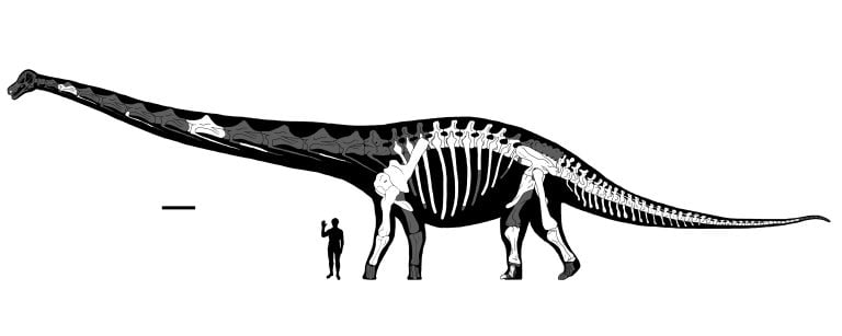 Skeletal reconstruction of Dreadnoughtus schrani, showing the recovered elements in white. Scale bar equals 1 meter.