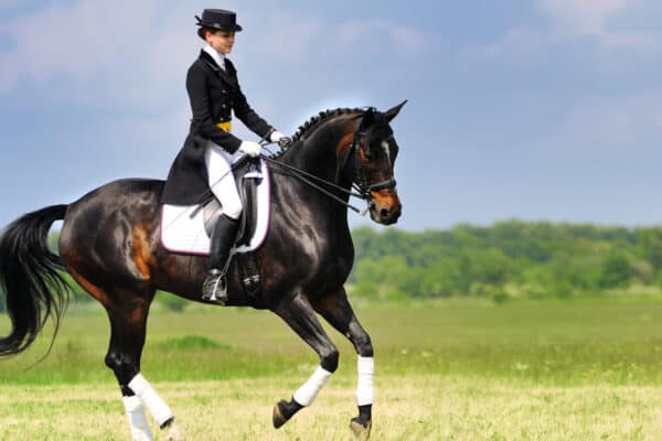 Dressage rider on bay horse galloping in field.