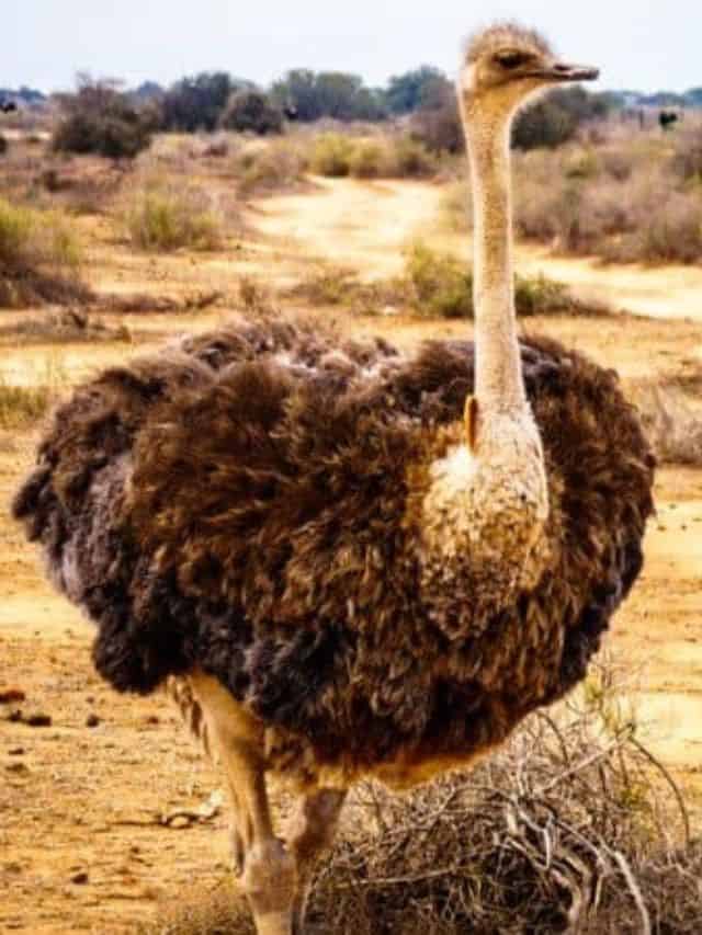 Exotic Cap Genuine Ostrich Leather Bone Color Adult Size