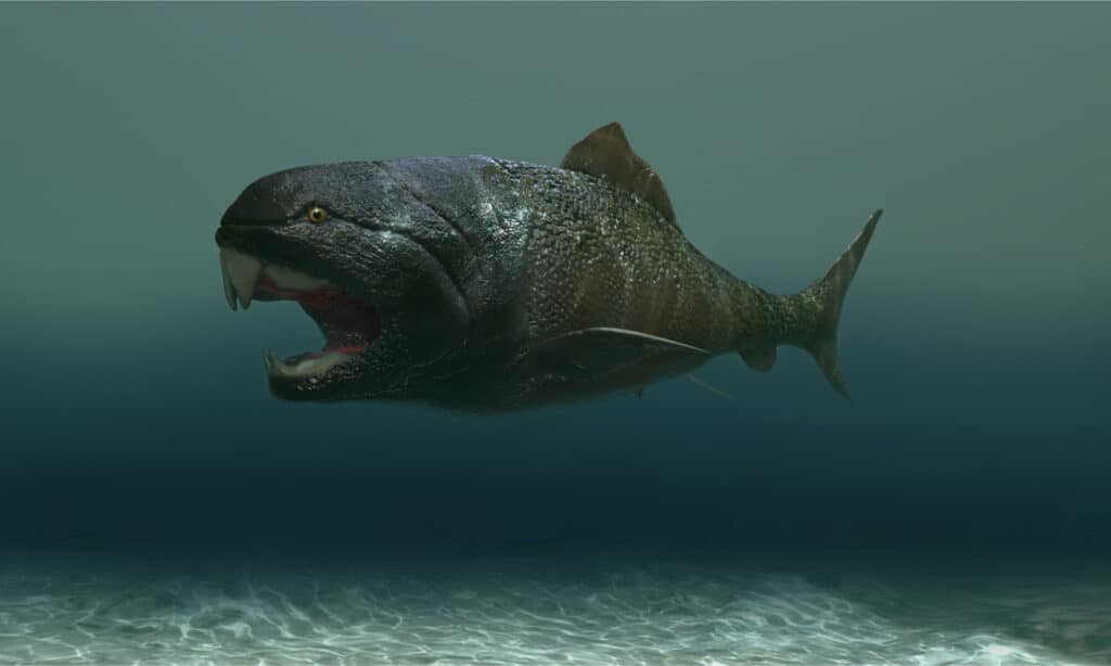 3D rendering of dunkleosteus